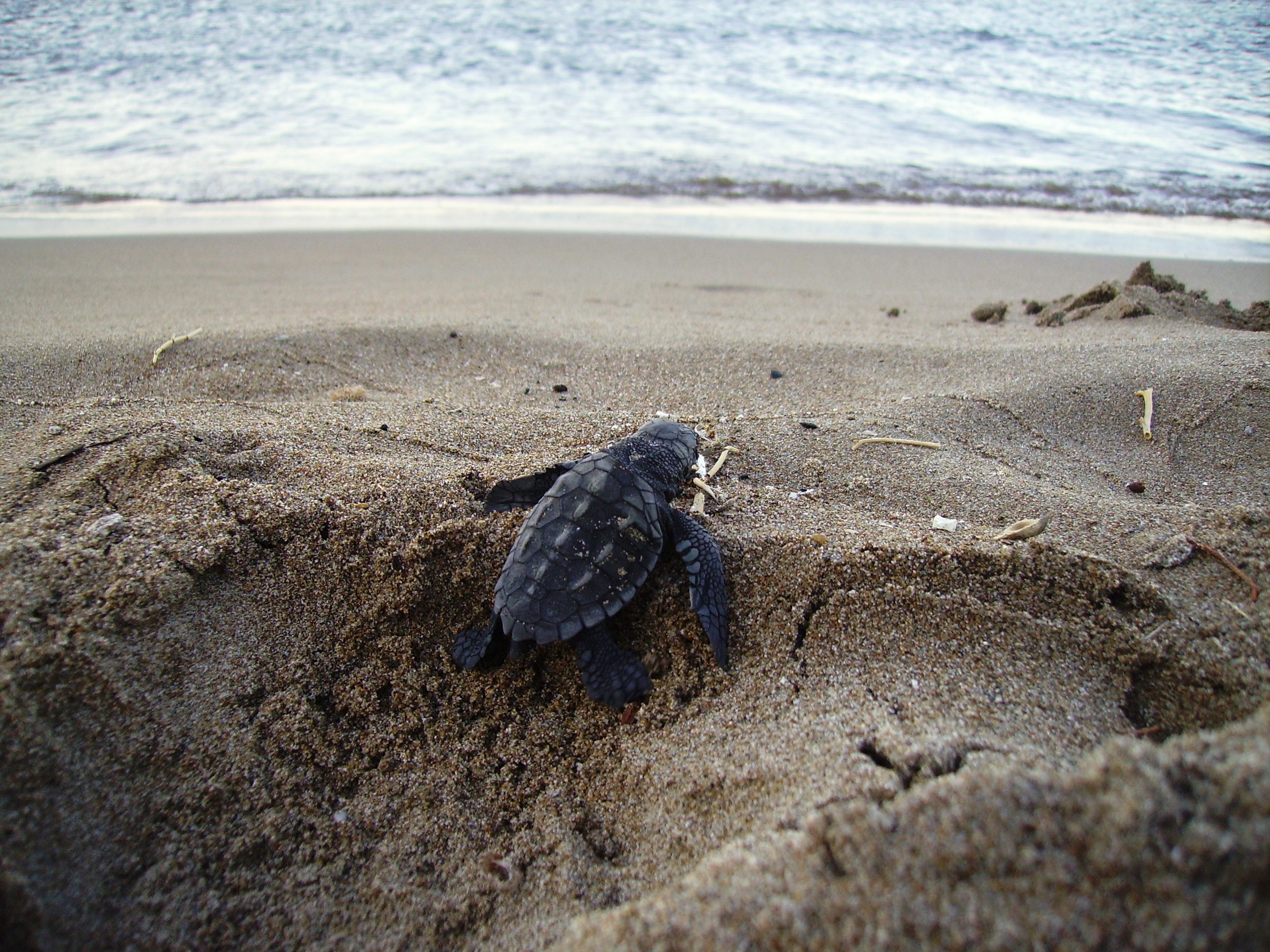 Zante Zakynthos sea turtle hatching in the sand