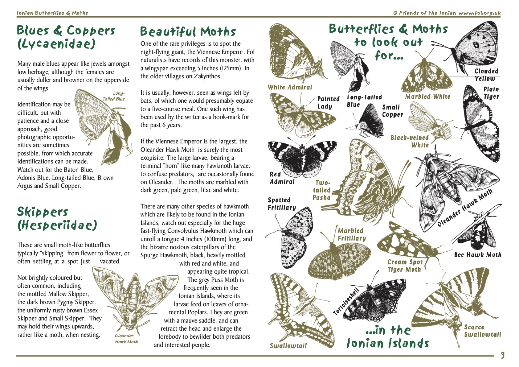 Butterflies and Moths Zante Turtle Center