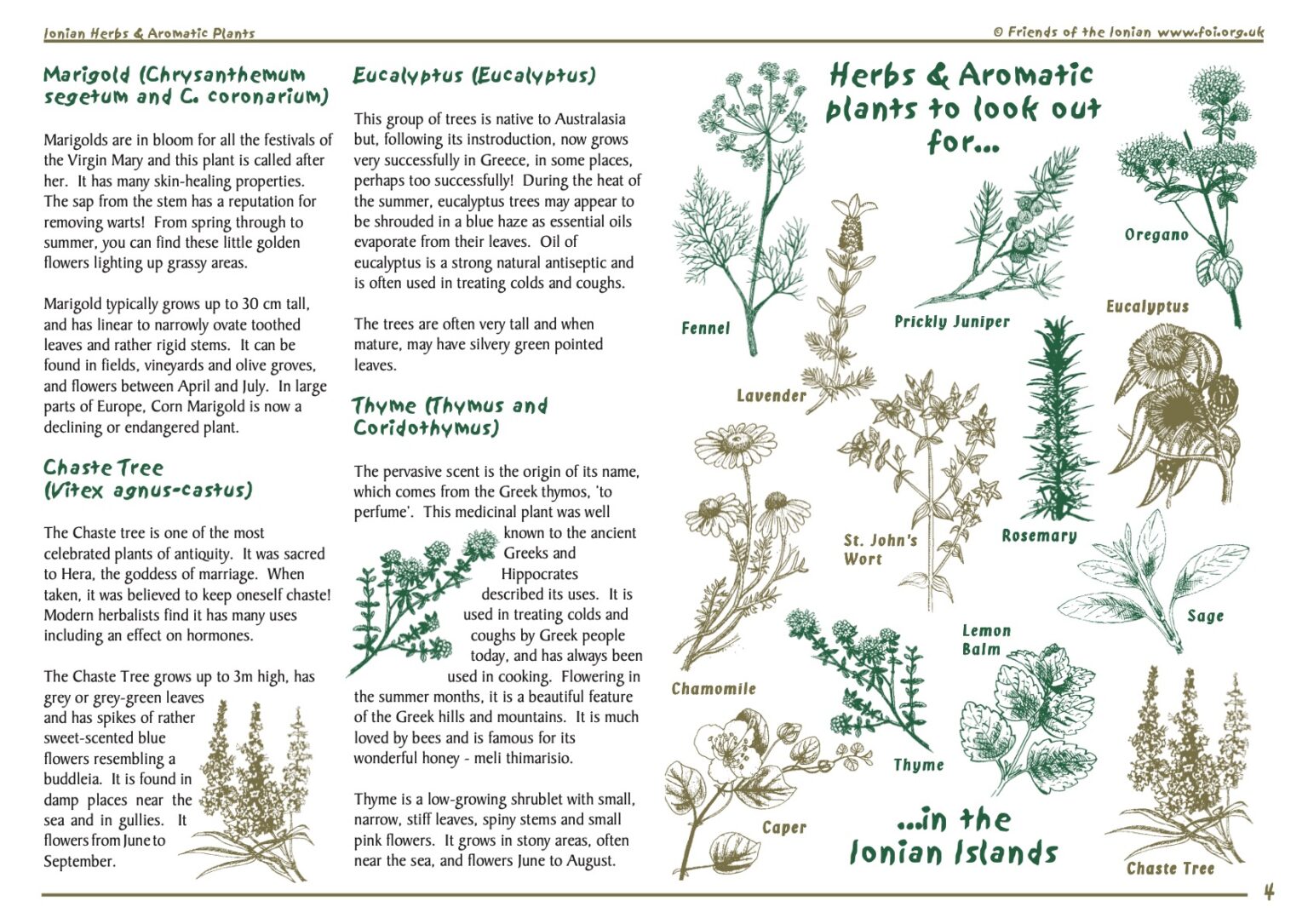 Herbs and Aromatic Plants | Zante Turtle Center