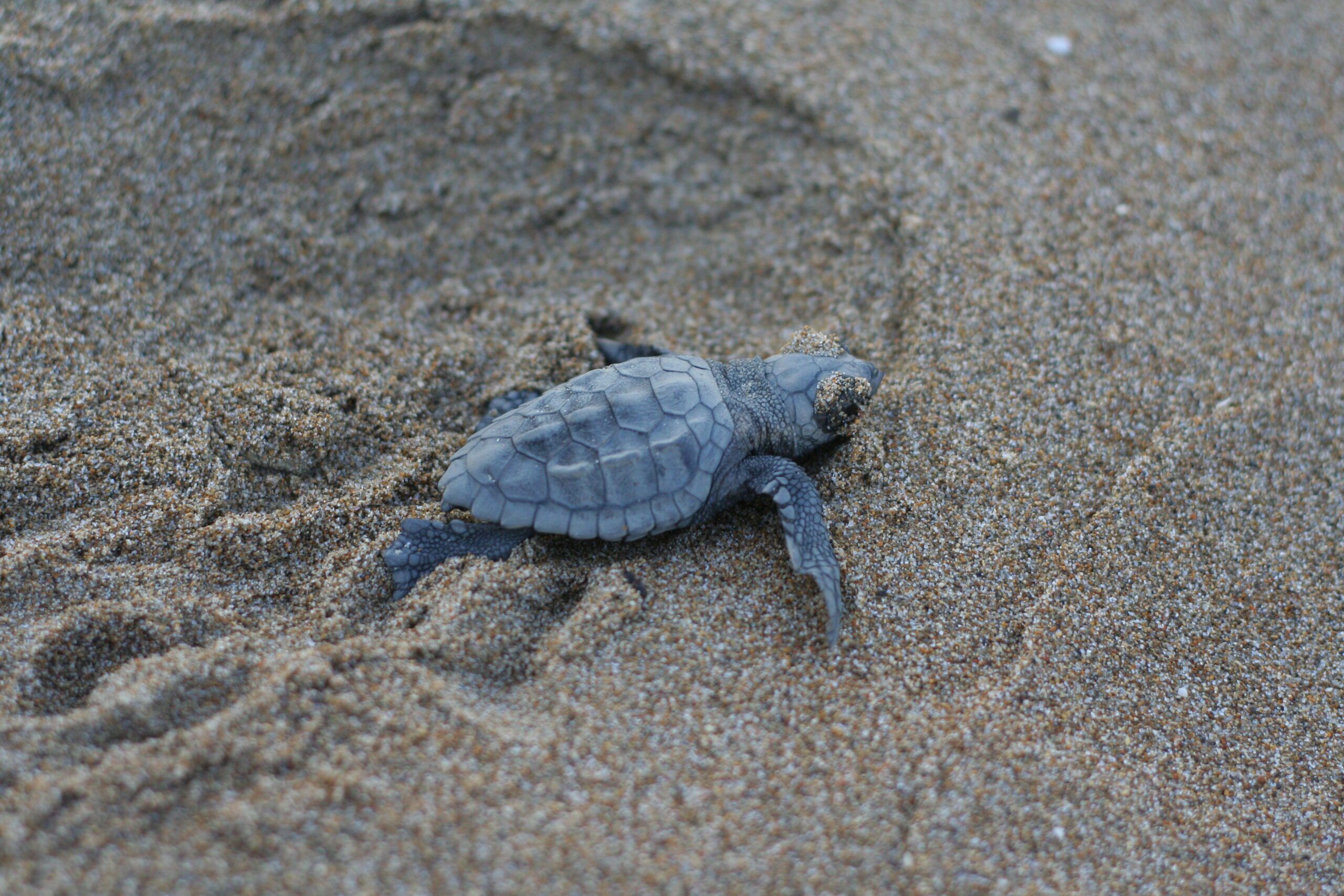 Zante Zakynthos Sea Turtle Hatchling makes its way to sea