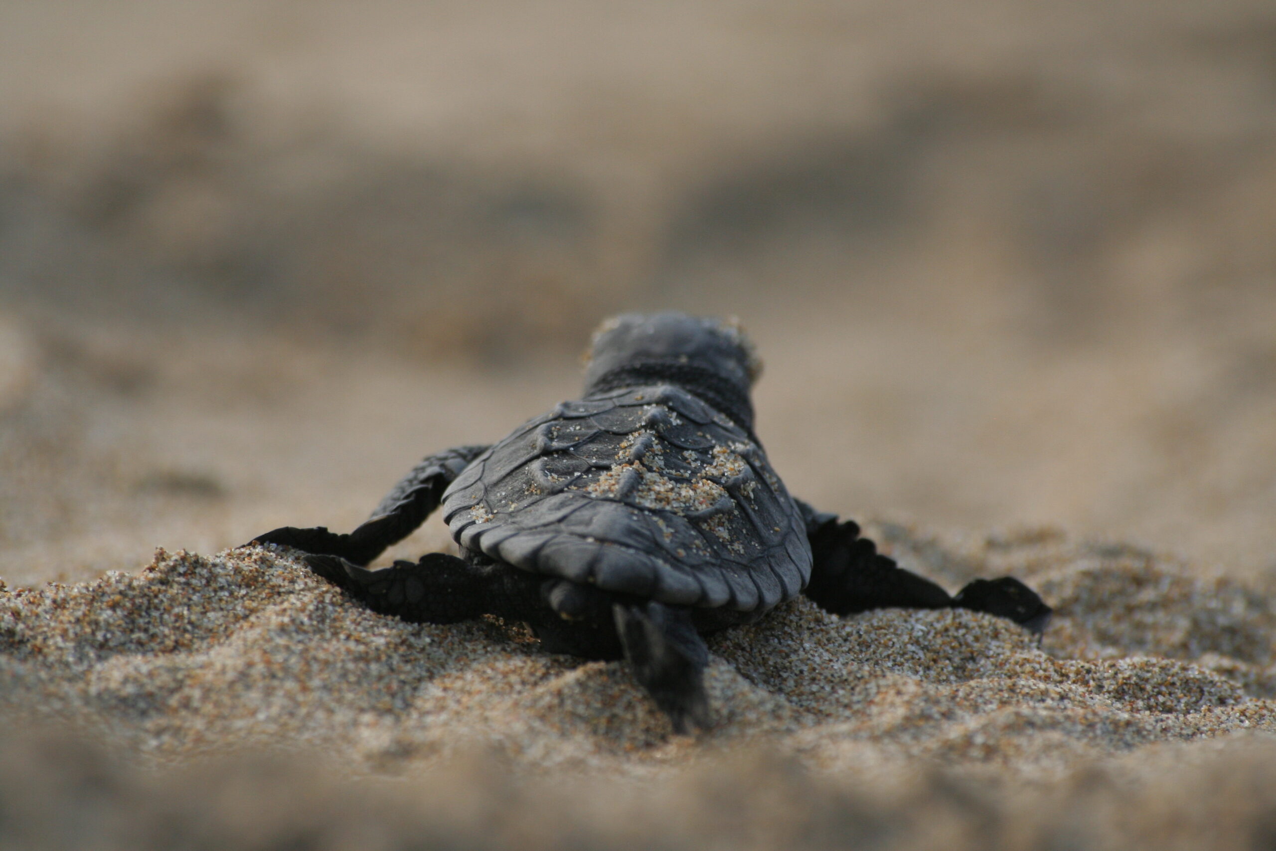 Zante Zakynthos Sea Turtle Hatchling makes its way to sea