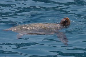 Zante Zakynthos Sea Turtle Swimming near Gerakas Beach