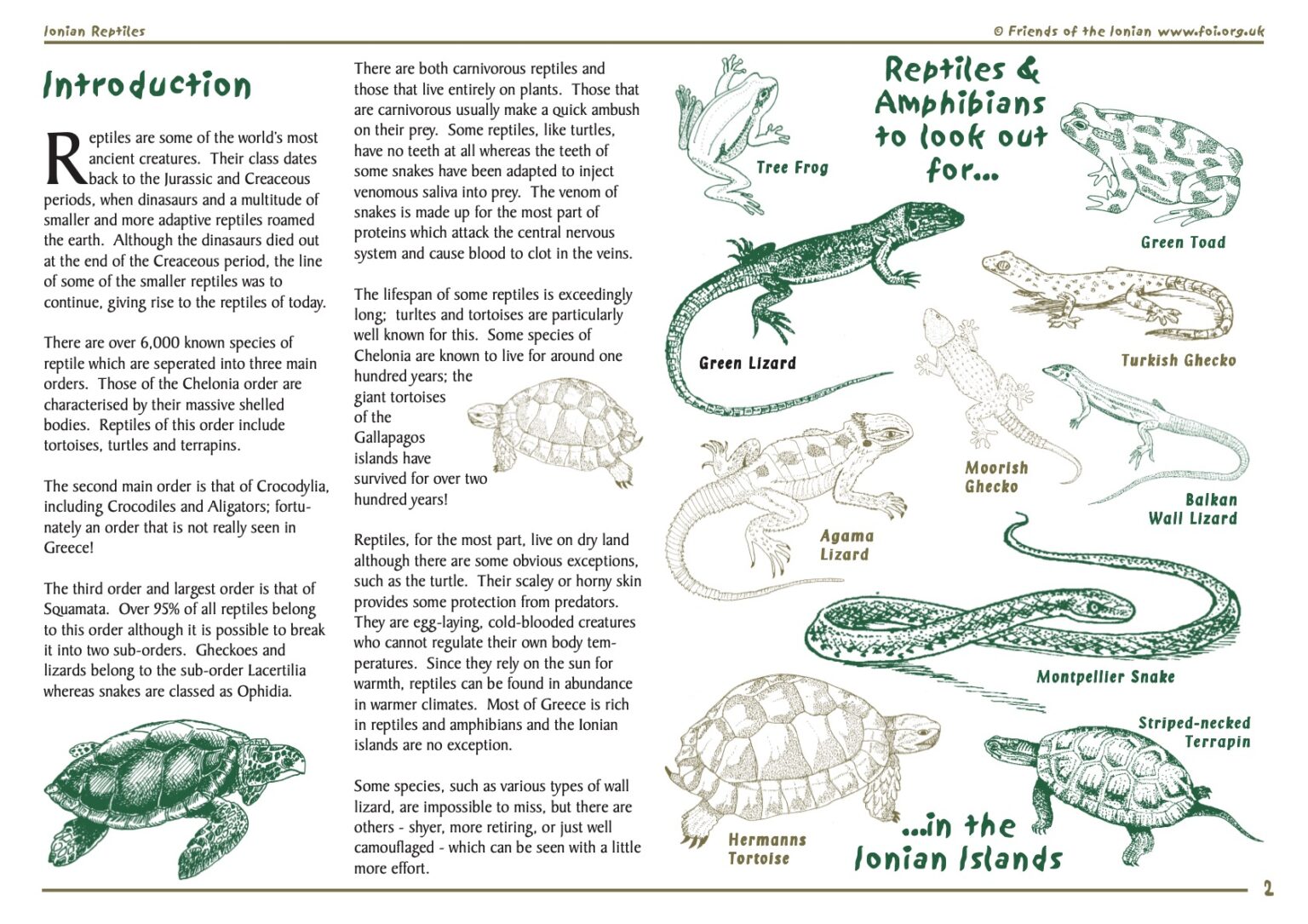 Reptiles | Zante Turtle Center