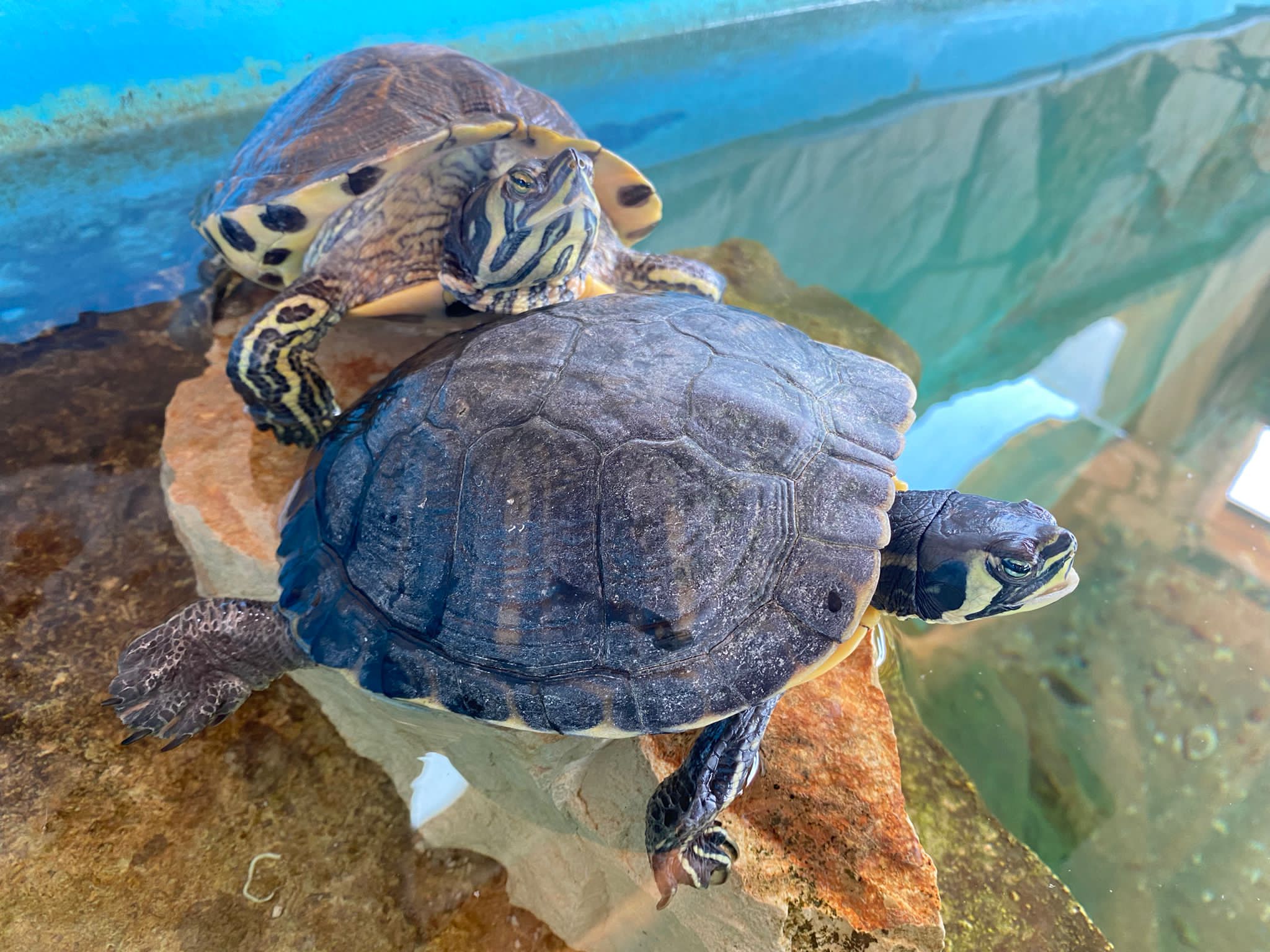 Two terrapins