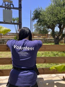 sea turtle conservation volunteer stands by Greek tortoise enclosure