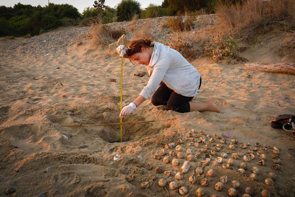 volunteer in zante zakynthos Greece with sea turtles on the beach with eggs in nest