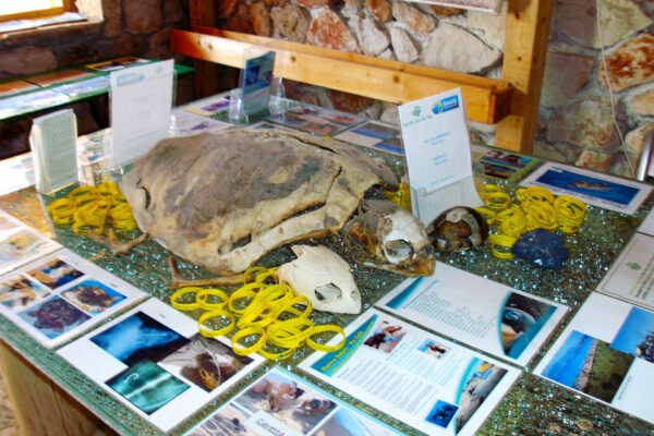 Zakynthos sea turtles information