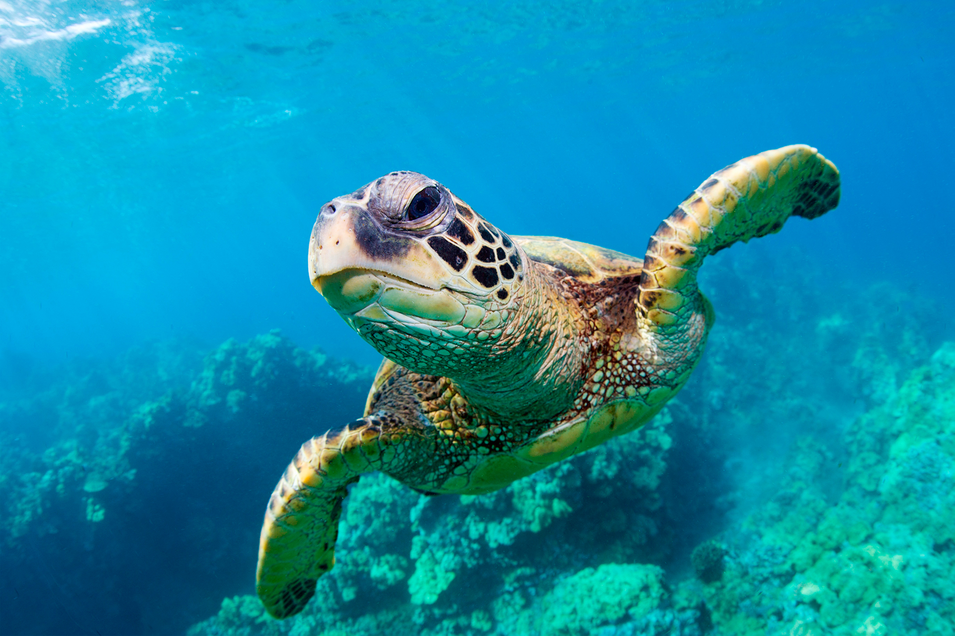 Zakynthos sea turtles information